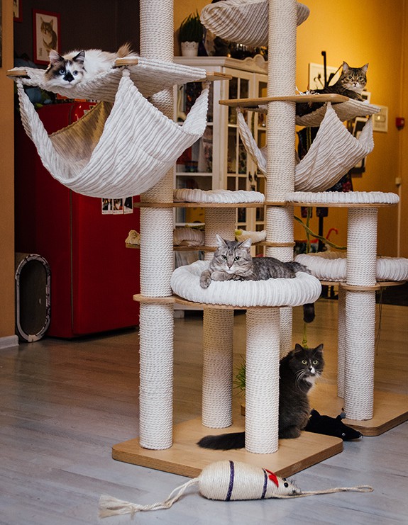 catcafe_cats