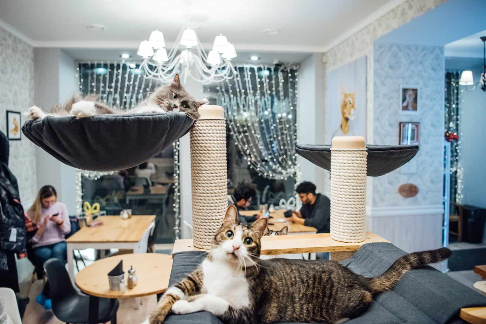 cat cafe in Vilnius