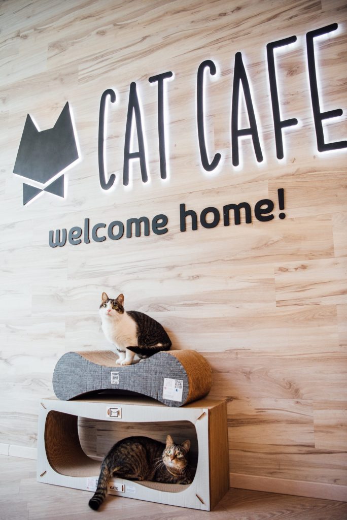 Cat cafe in Vilnius