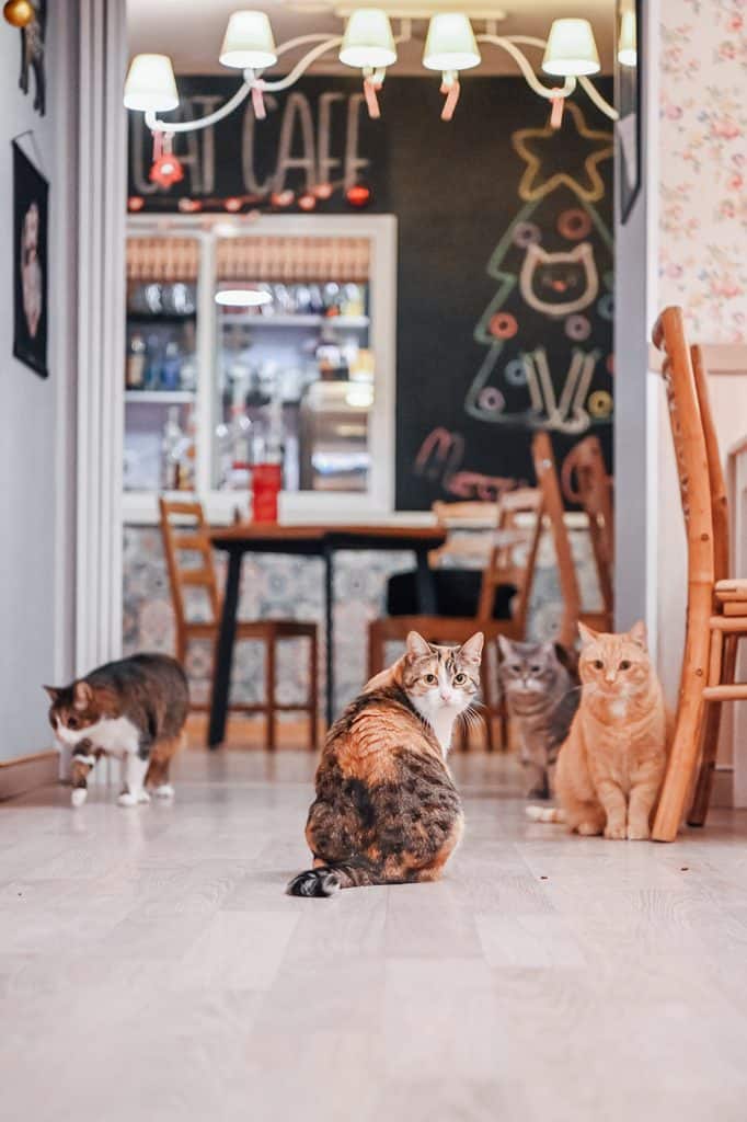 cat cafe vilnius cats