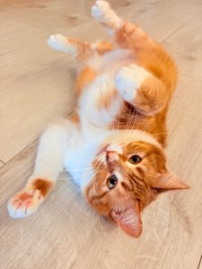 Sansa cat